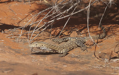 Varanus giganteus