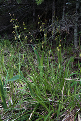 Carex castanea
