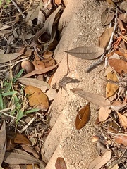 Anolis sagrei