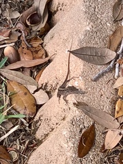 Anolis sagrei