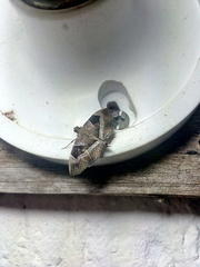 Lamprosema sinaloanensis