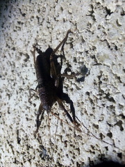 Nesoecia nigrispina