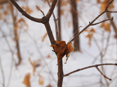 Acer pictum