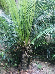 Cycas