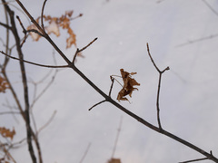 Acer pictum