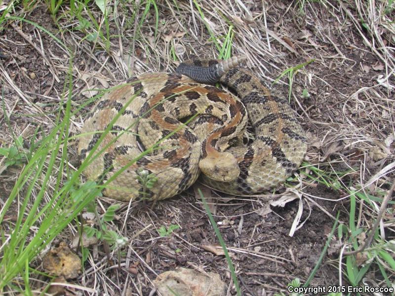 Timber Rattlesnake in May 2015 by Eric Steven Roscoe · iNaturalist