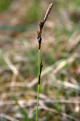 Carex richardsonii