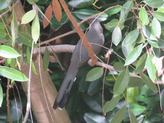 Coccyzus longirostris