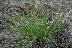Carex sterilis