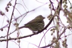 Haemorhous purpureus californicus