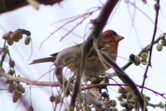 Haemorhous purpureus californicus