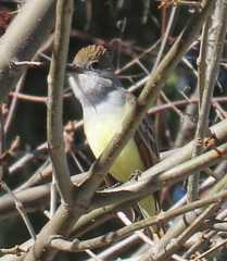 Myiarchus tyrannulus