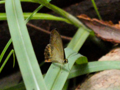 Hypocysta irius