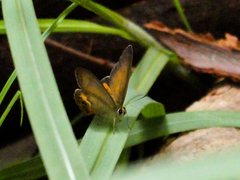 Hypocysta irius