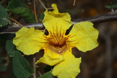 Bignoniaceae