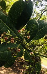 Anacardium occidentale