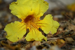 Bignoniaceae