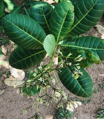 Anacardium occidentale