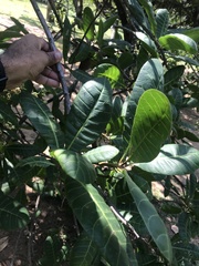 Anacardium occidentale