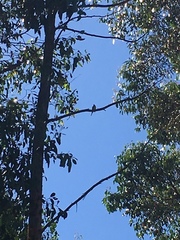 Neophema chrysostoma