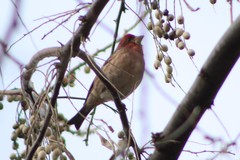 Haemorhous purpureus californicus