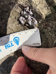 Nesochthamalus intertextus