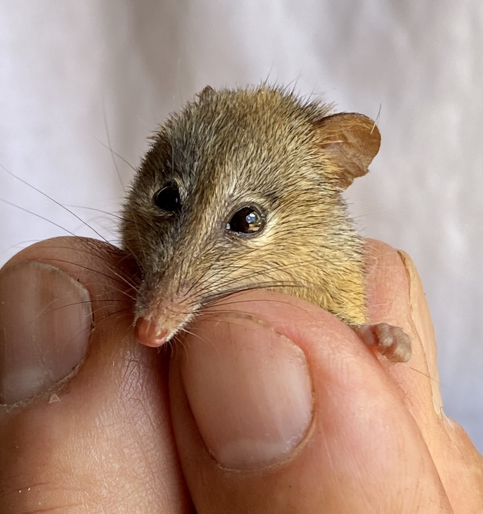 Honey Possum (Tarsipes rostratus) - Know Your Mammals