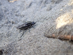 Megathereva atritibia