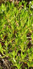 Coprosma petriei