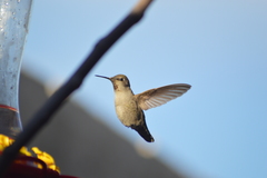 Calypte anna