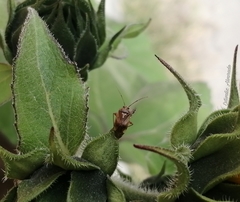 Lygus lineolaris