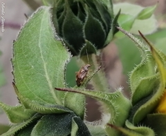 Lygus lineolaris
