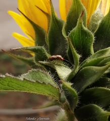 Lygus lineolaris