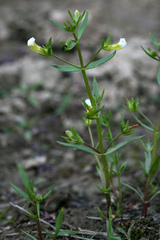 Gratiola quartermaniae