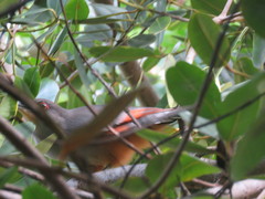 Coccyzus longirostris