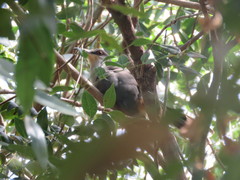 Coccyzus longirostris