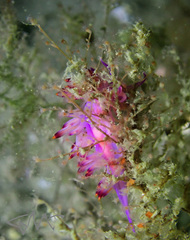 Coryphellina lotos