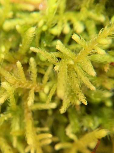 Claopodium