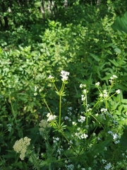 Galium pseudorivale