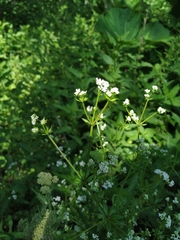 Galium pseudorivale