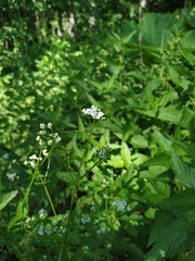 Galium pseudorivale