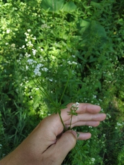Galium pseudorivale