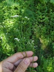 Galium pseudorivale