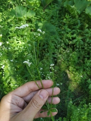 Galium pseudorivale