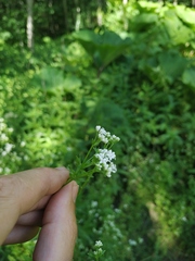 Galium pseudorivale