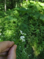 Galium pseudorivale