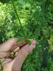 Galium pseudorivale