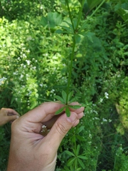 Galium pseudorivale