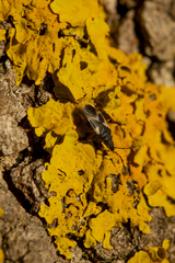 Oxycarenus luctuosus