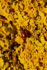 Oxycarenus